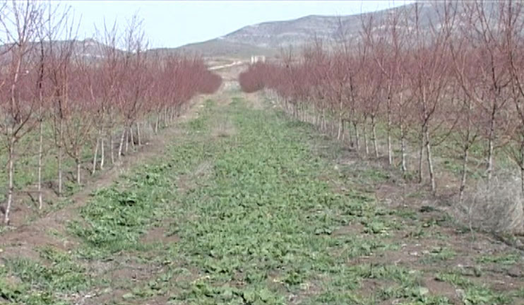 The Italian experts will improve the garden crop quality founded in Tavush with new methods