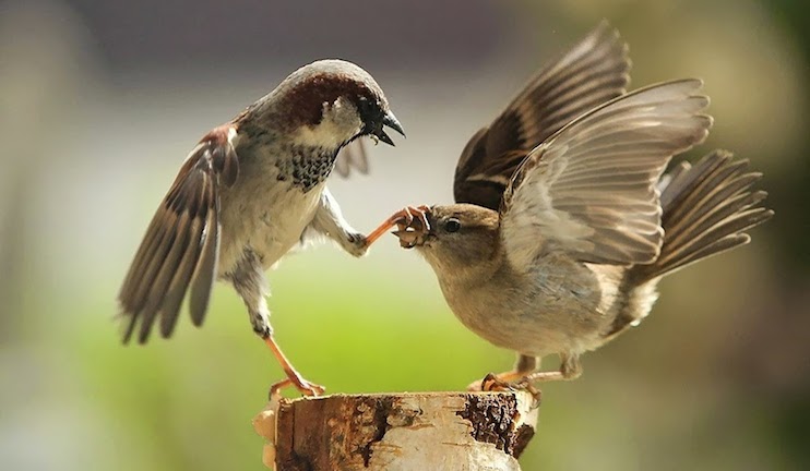 March 20 marks World Sparrow Day