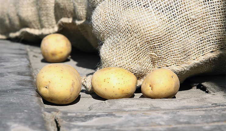 The village industries received high quality seeds of potatoes from Holland