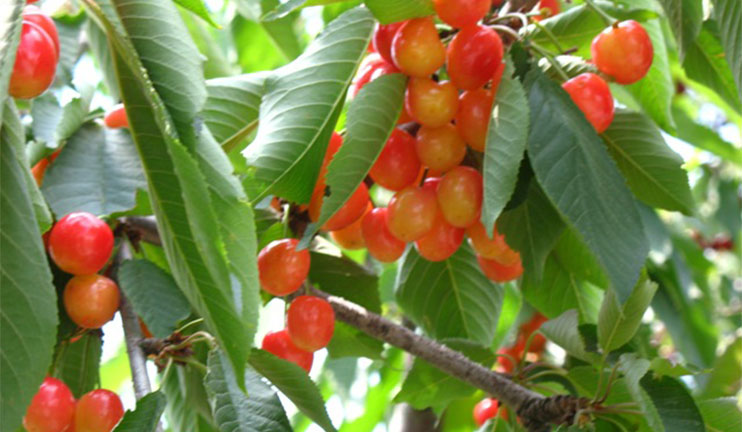 The villagers of the Armavir village of the region with the same name are satisfied with the cherry harvest of this year