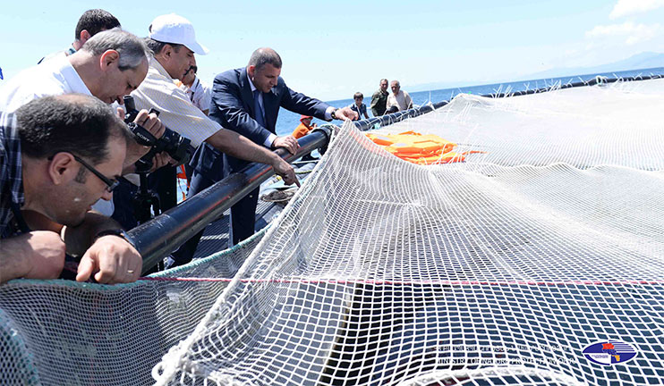 A large portion of trout little fish was release in Sevan lake