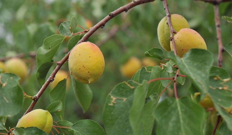 The Czech side will import fruit and vegetables taken from Armavir farmers