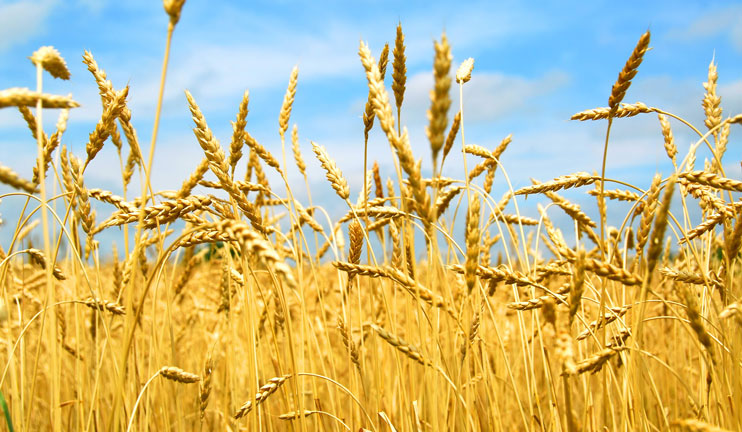 The Armavir farmers are satisfied with the wheat harvest of this year