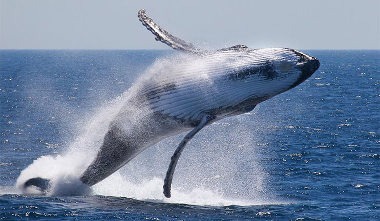 July 23 marks World Whale and Dolphin Day