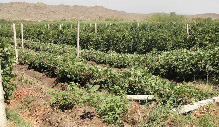 The hail in Armavir caused great damage to the farmers