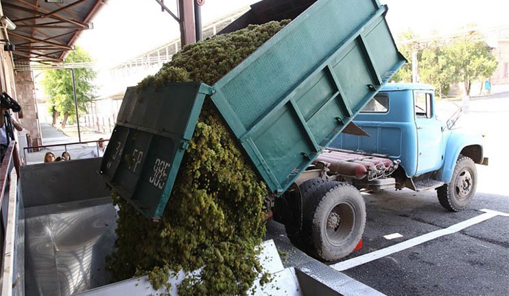 The factories have started the grape storage process