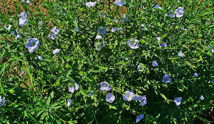 The inhabitants of Hartavan started cultivating flax fields