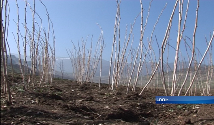 More wild strawberry fields in Odzun