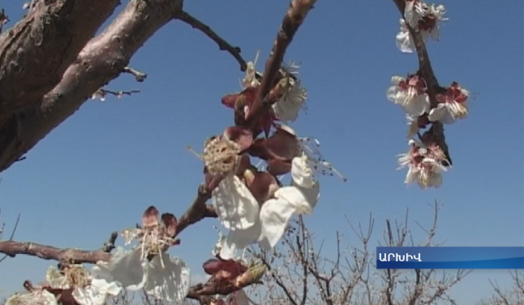 Frostbites may damage blossomed trees