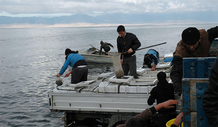 Fish resources of Lake Sevan replenished with trout