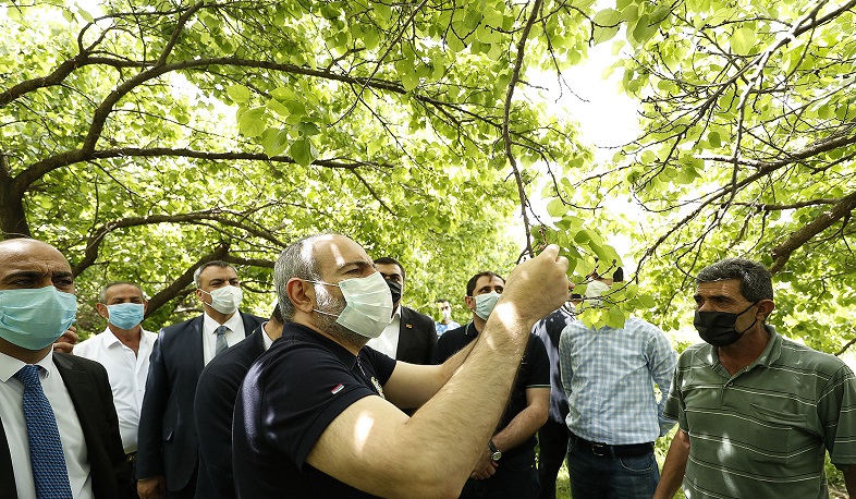 PM gets acquainted with agricultural activities and intensive orchards establishment programs in Ararat Marz