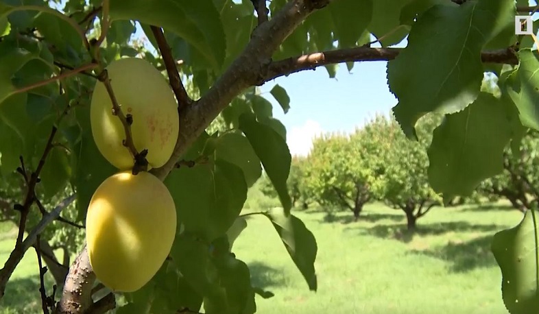 Կորոնավիրուսի արգելքները չեն խանգարել հայկական ծիրանի արտահանմանը