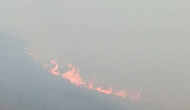 Forest fires cause significant damage to the flora and fauna of Artsakh