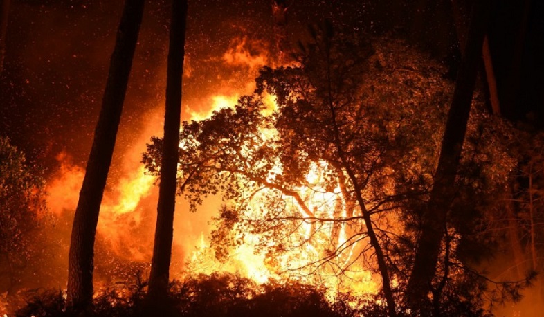 During the 40 days of the war, more than 2000 hectares of forested territory were destroyed in Armenia and Artsakh