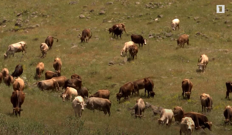 Արցախի գյուղատնտեսական կորուստները