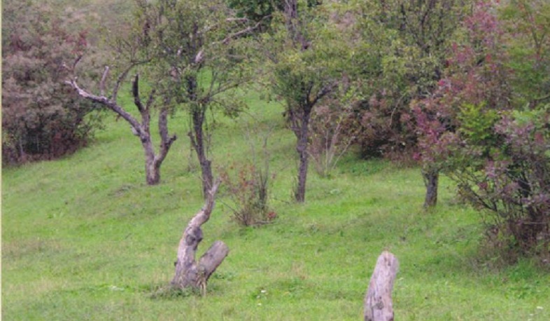 Բերդի «Սորաններ» դենդրոպարկից սյունաձև թույայի տնկիներ են գողացել. հարուցվել է քրեական գործ