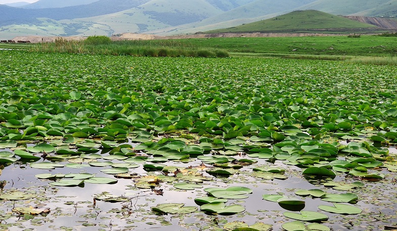 Կարմիրգրքյան ջրաշուշանի ոչնչացմանը նպաստող ցանկացած գործողություն ենթակա է վարչական տույժի. ՇՄՆ