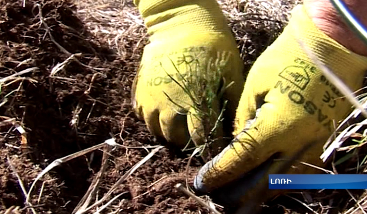 Koghes forest planting