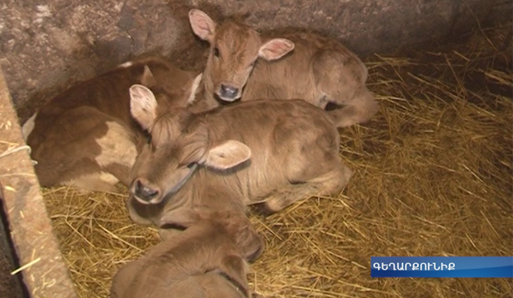 Launch of “Farm Cattle vaccination”  program