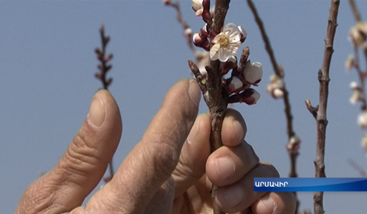 Peasants' efforts were in vain; apricot tree buds are frozen