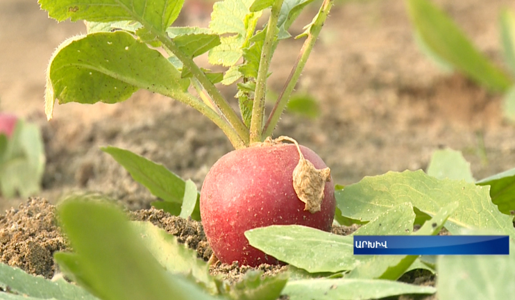 Kotayk region has all prerequisites for developing agriculture