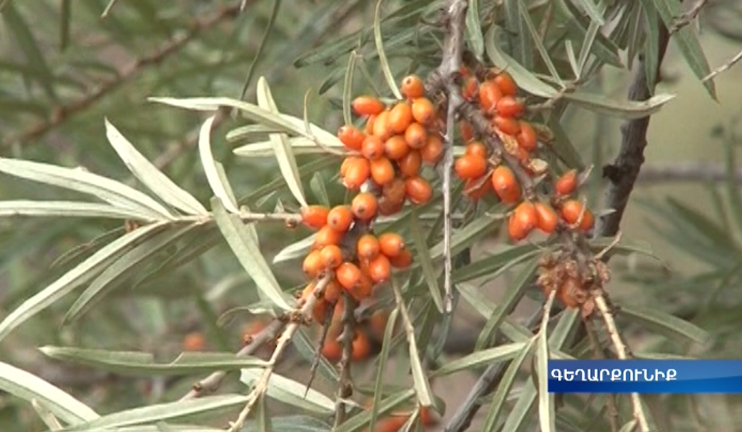 There will no longer be a waste of buckthorn growing on coastal areas of Lake Sevan