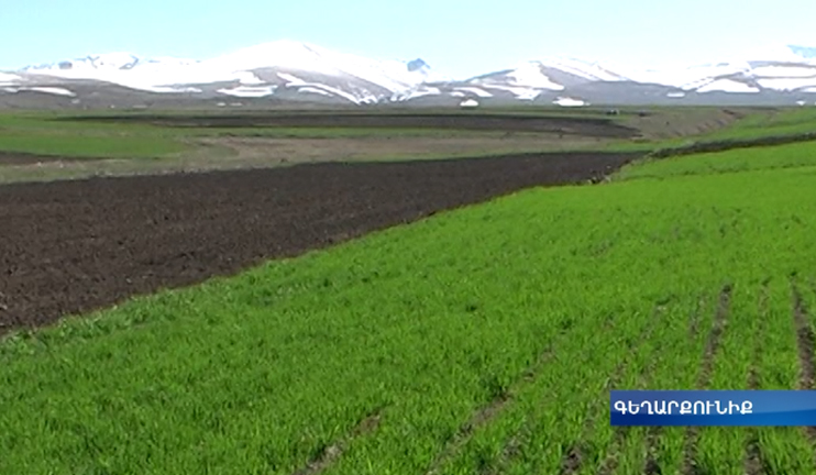 For the first time this year buckwheat cultivation will start in 5 communities of Gegharkunik