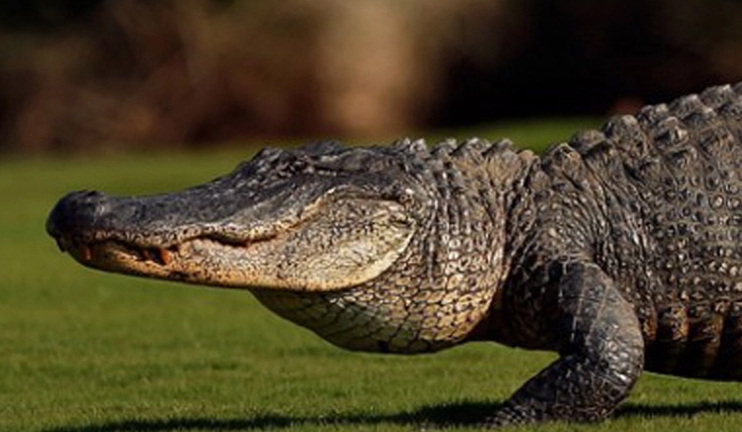 A two-year-old toddler snatched by alligator