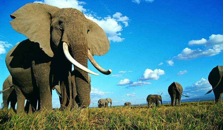 Elephants can withstand hunger, drought, yet they are powerless against  poachers' torturing