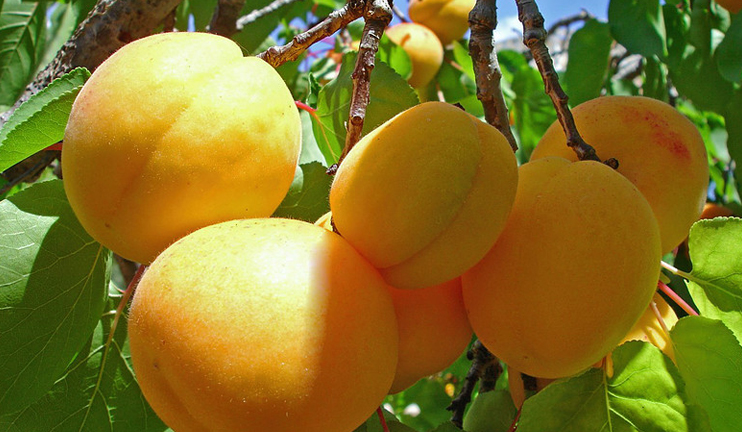 5000 tons of apricot to be exported this year