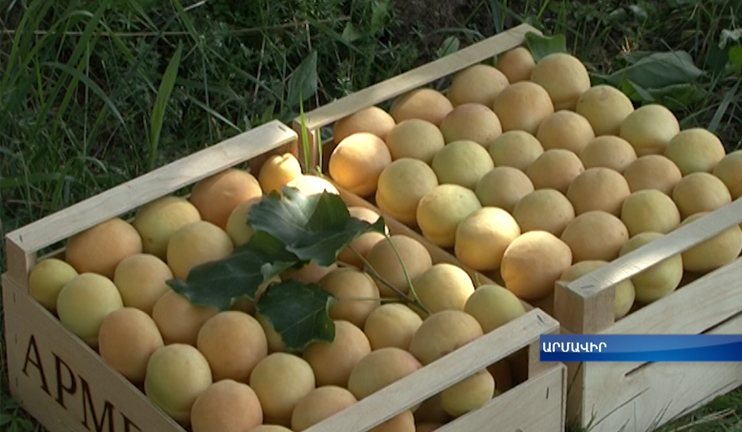 Apricot harvest launched