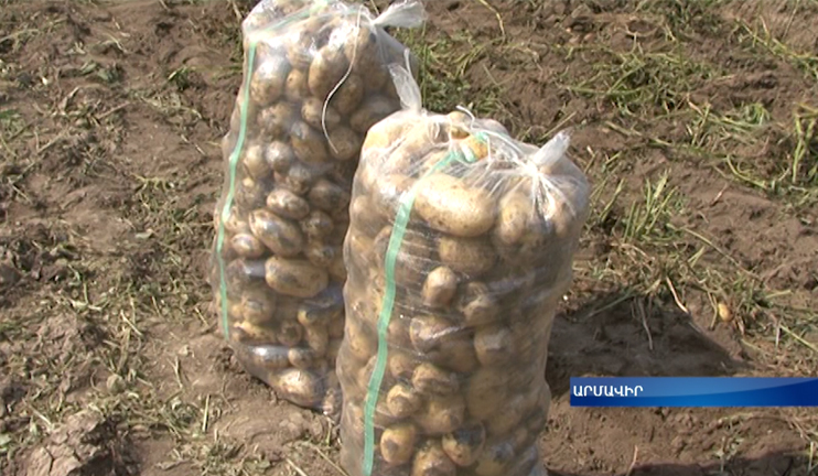 Rich potato crop this year