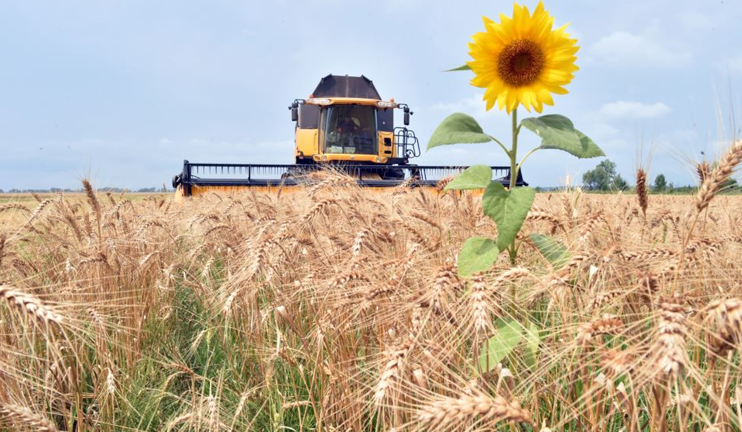 Seed quality determines rich grain harvest in Gegharkunik