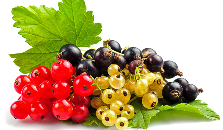 Healthy and tasty currant