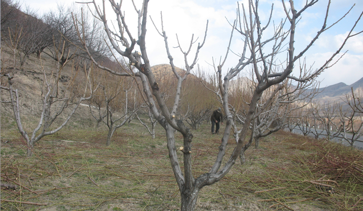 Armavir residents alert to the shortage of irrigation water