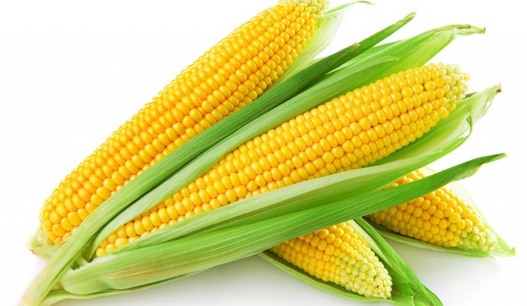 Myths and facts on corn