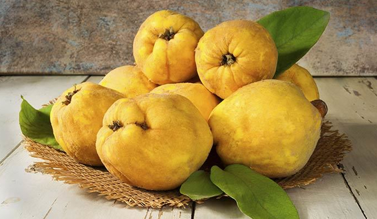 Myths and facts on quince