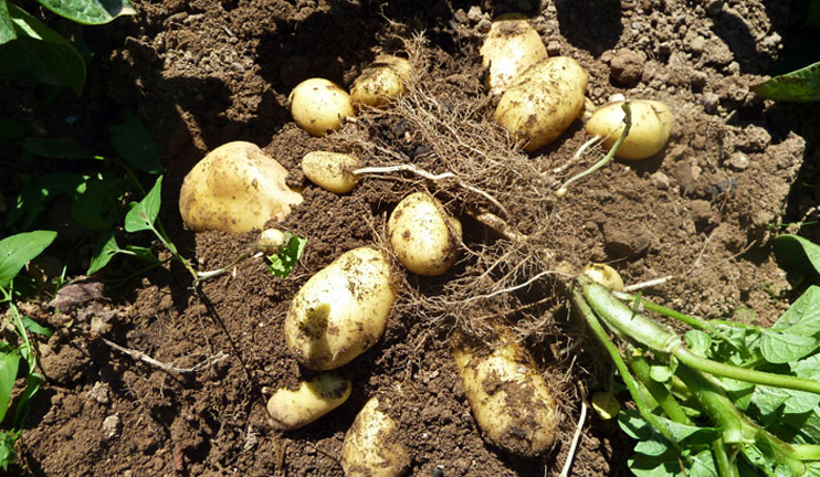 Gegharkunik region potato harvesting to complete at the end of October