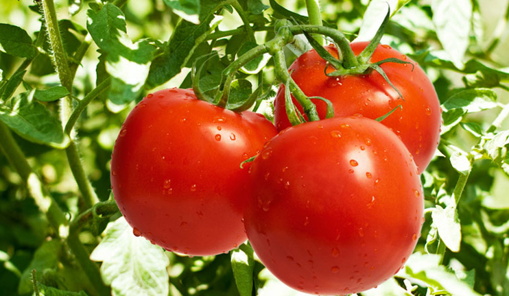 Myths and facts on tomato