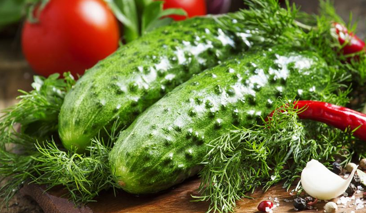 Myths and facts on cucumber