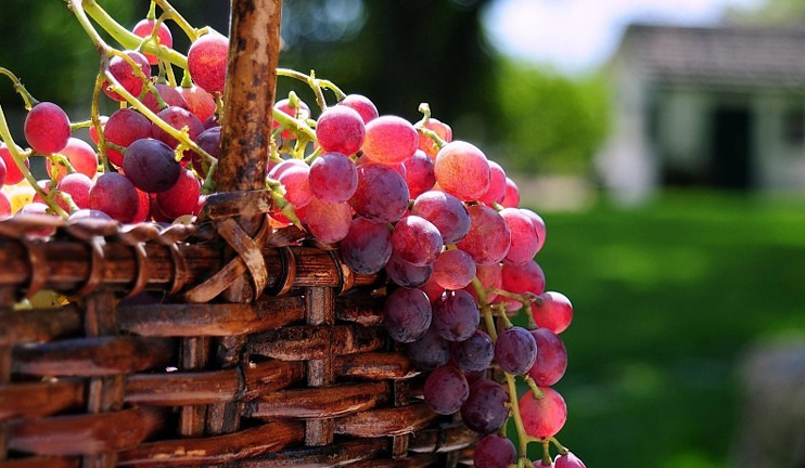 Myths and facts on grapes