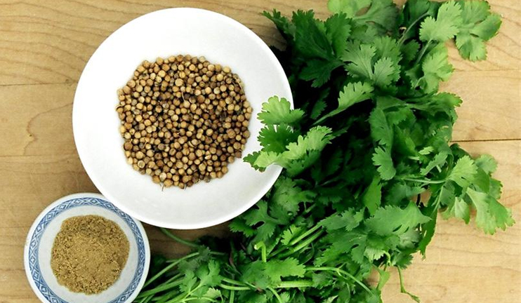 Myths and facts on coriander