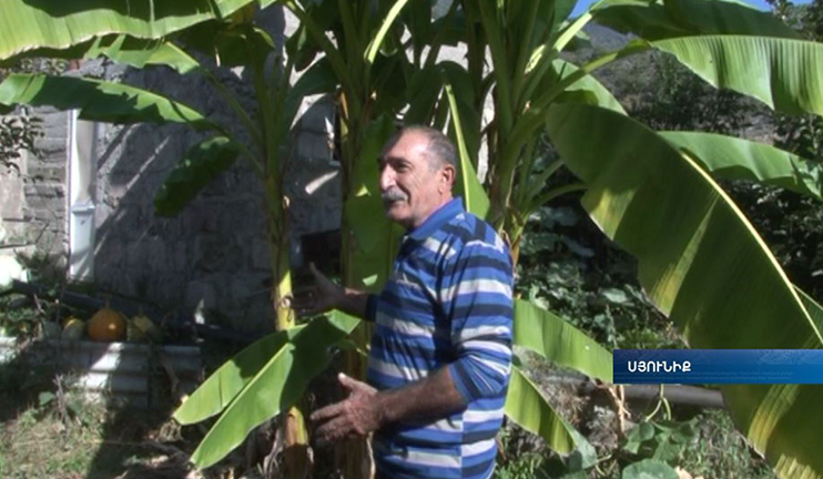 Syunik gardener grows exotic fruits