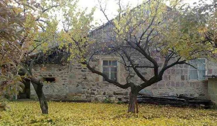 Why do Ararat apricot trees dry?