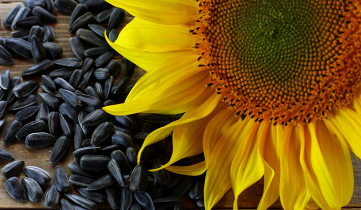 Myths and facts on sunflower seeds