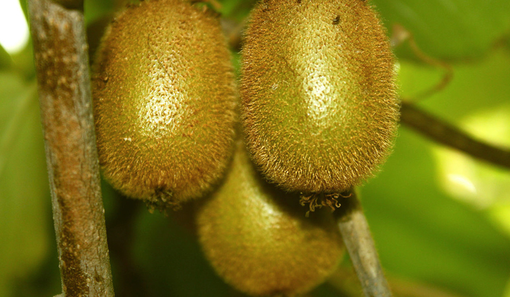 Kiwi stimulates hormone of happiness