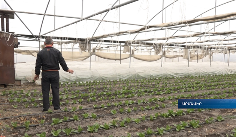 Armavir greenhouse farmers share innovative experiences