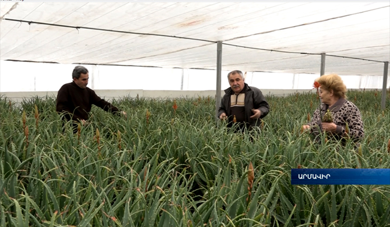 Aloe growers expecting pharmaceutical company demands