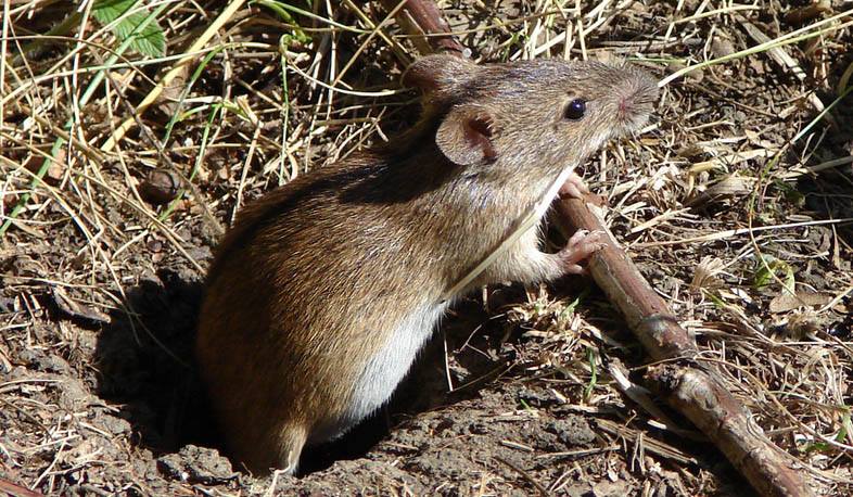 Mice start attacking arable lands in Syunik