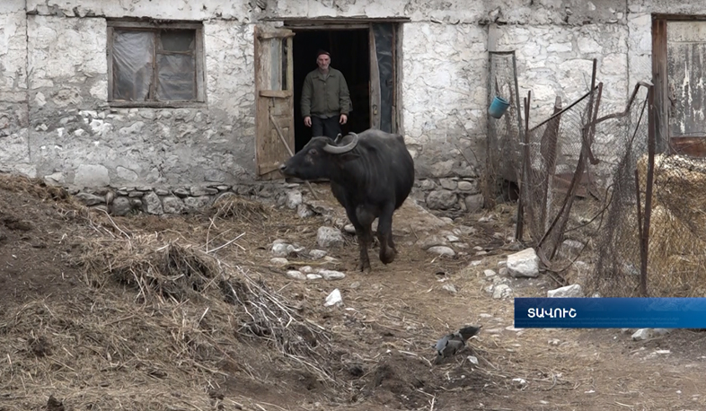 Buffalo profitable than cow: Yengibaryan family from Getahovit find a common  language with buffaloes